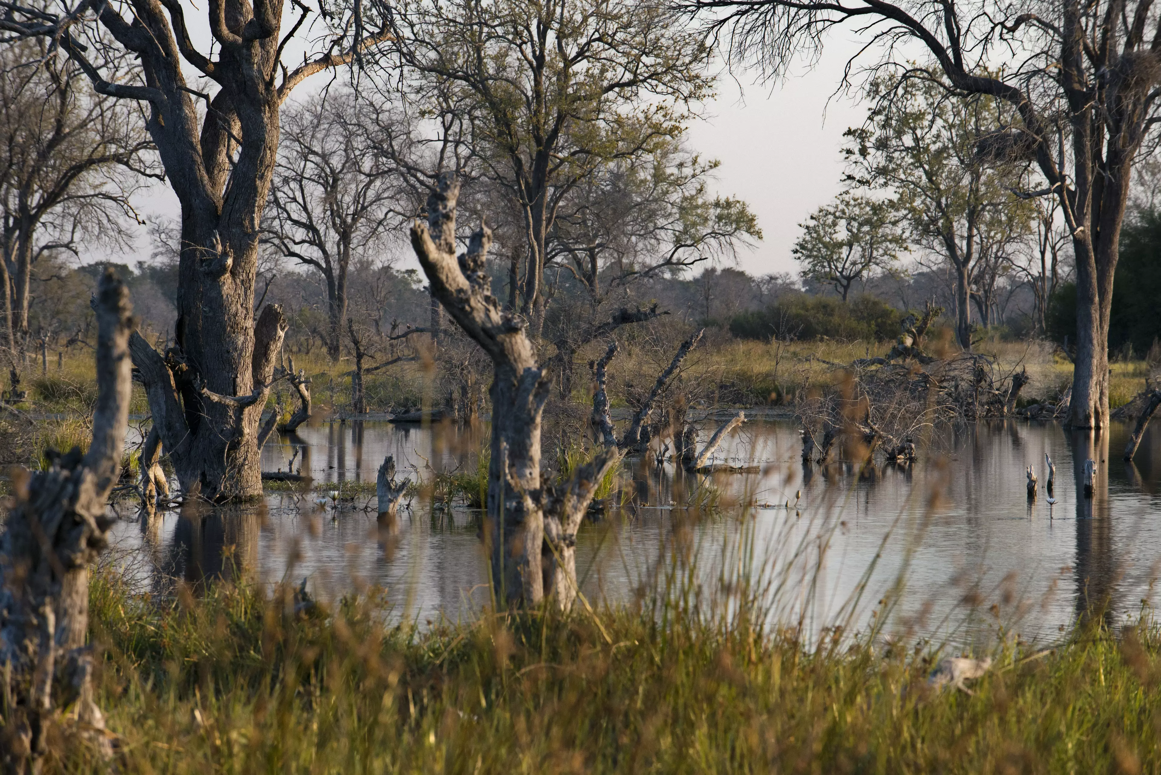 The Okavango Delta - a similar climate to what the first humans would have lived in.