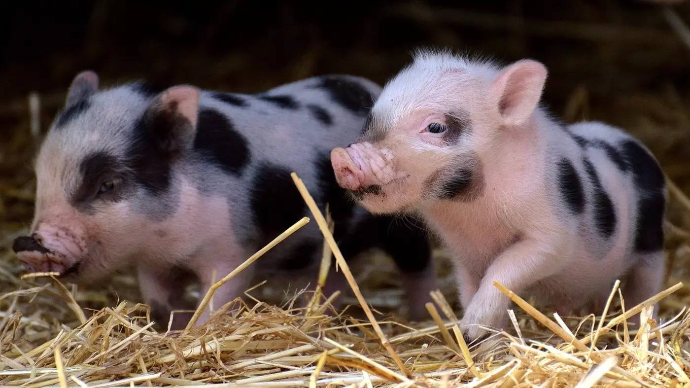 This Farm Wants You To Come And Cuddle Its Pigs For A Good Cause