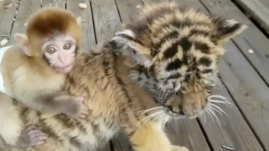 Baby Monkey Becomes Best Friends With Tiger Cub At Zoo