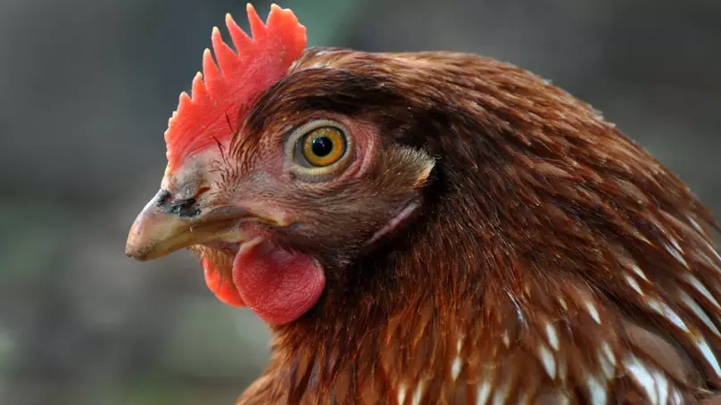 Avian Influenza H5N6 (Bird Flu) Prevention Zone Declared in England