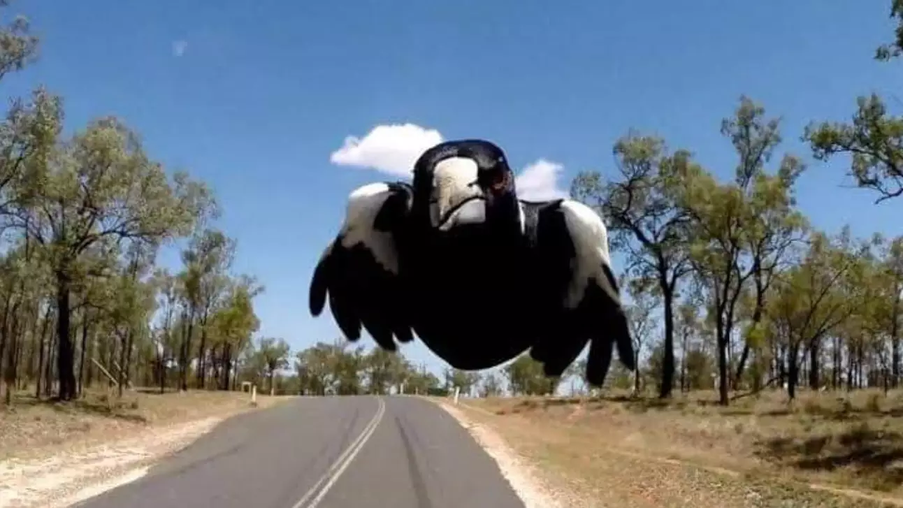 Today Marks The First Day Of Spring Which Means It's Officially Magpie Season