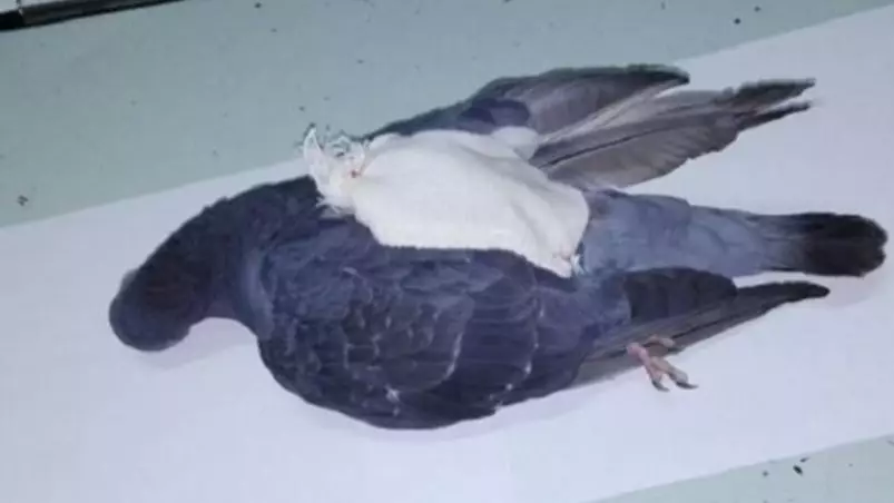 Drug Smuggling Pigeon Shot Dead By Argentinian Police Officers