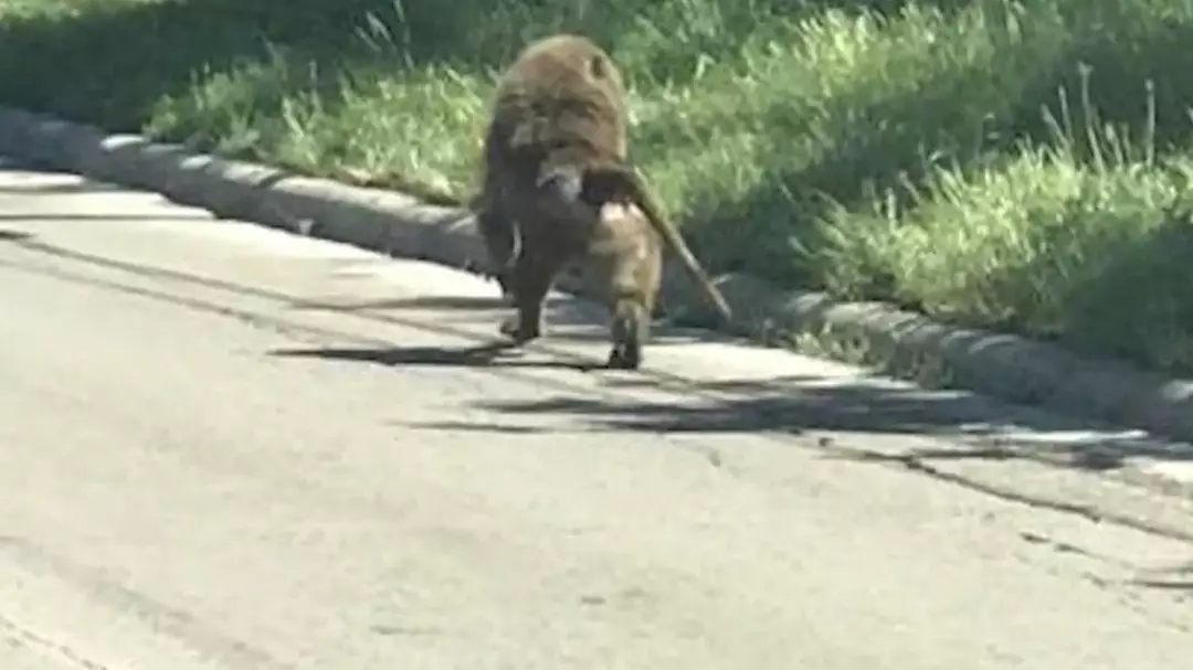 Four Clever Baboons Escaped Over The Wall At Texas Research Facility  
