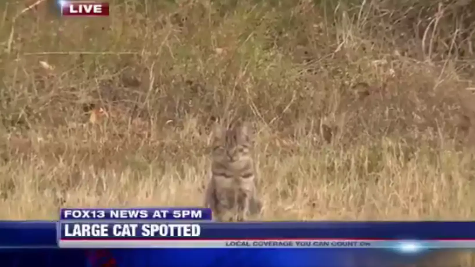 Reporter Goes Viral As He Appears To Claim A Cat Is Dangerously On The Loose 