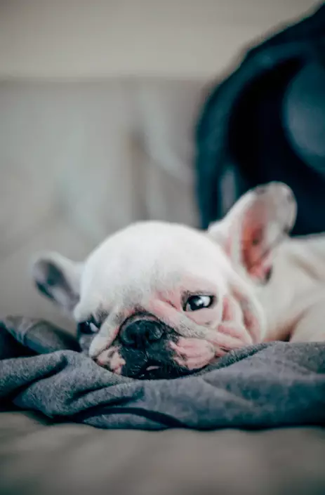 500 French Bulldog puppies were found on the flight (