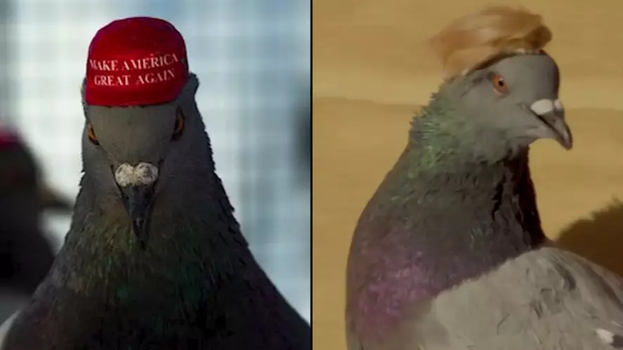 Pigeons With MAGA Hats And Donald Trump-Style Hair Seen In Las Vegas