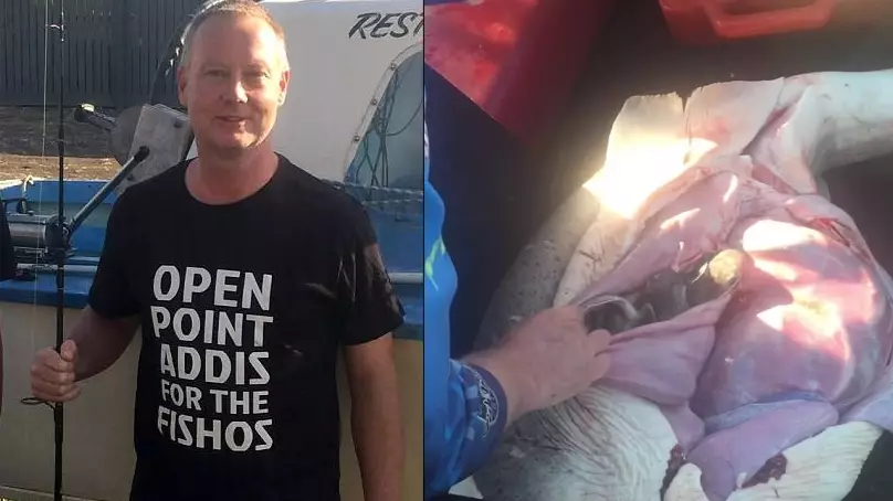 Fisherman Performs C-Section On Dead Shark And Releases 98 Pups Into The Sea  