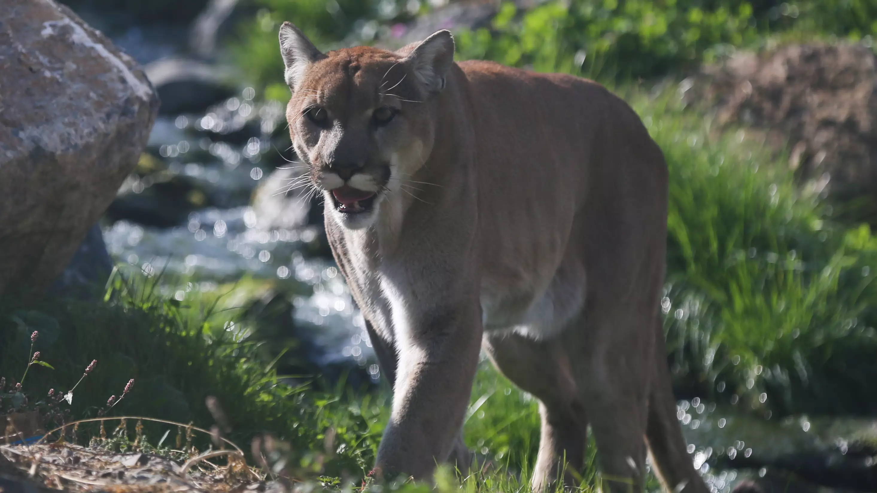 Mum Fights Off Mountain Lion With Her Bare Hands To Save Her Young Son