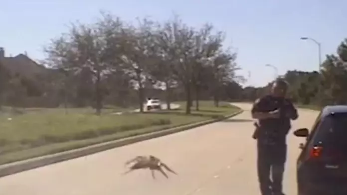 This Video Of A ‘Gigantic’ Spider Hunting A Cop Has Left The Internet Baffled