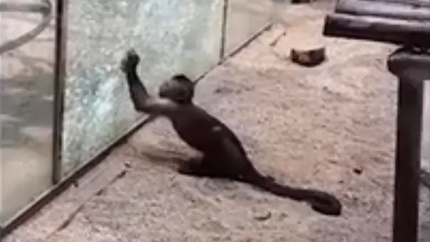 ​Monkey Sharpens Rock And Smashes Zoo Enclosure Window