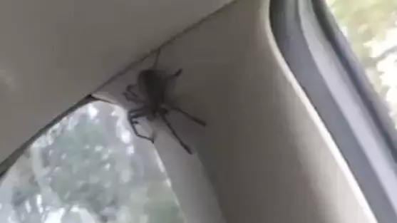 Sydney Women Freak Out As Huge Spider Crawls On The Inside Of Their Car