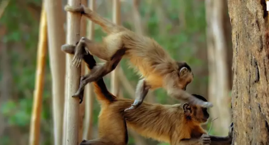 This documentaries shows us monkeys like we've never seen them before (
