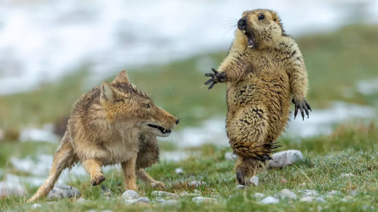 Standoff Between Tibetan Fox And Marmot Wins Wildlife Photo Of The Year Award