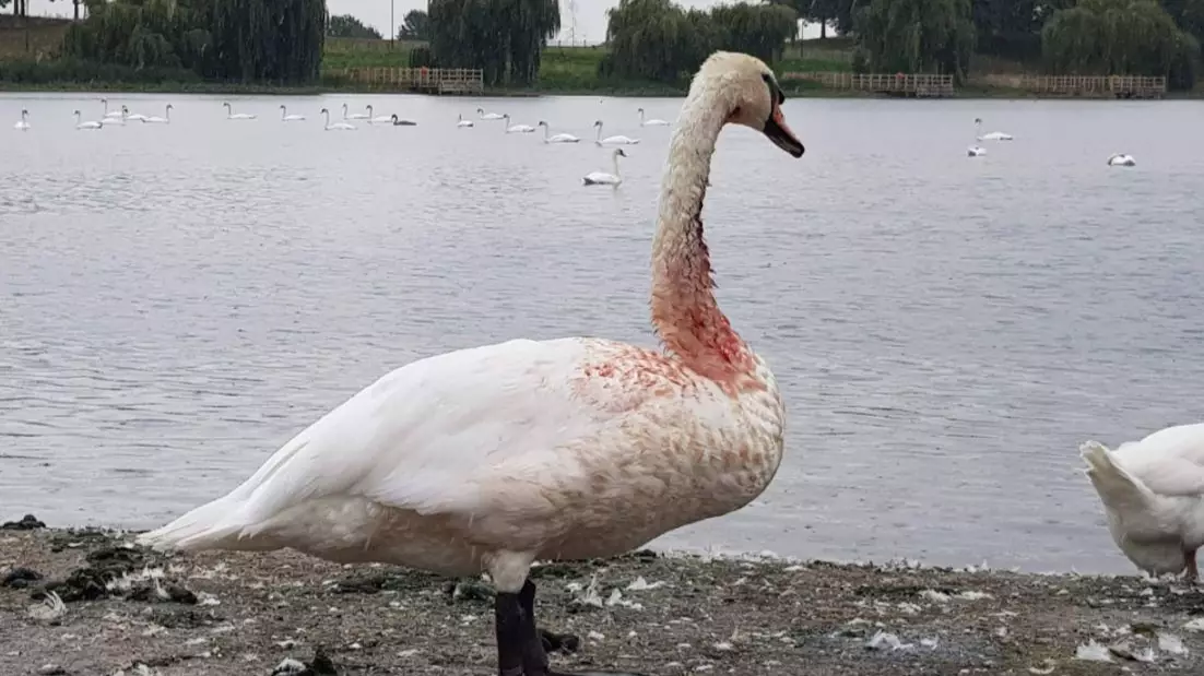 Police Hunt Shooter As Swan Is Found Covered With Blood