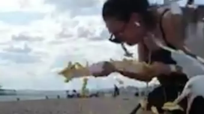 Woman Screams And Runs As Flock Of Seagulls Dive-Bomb Her Chips