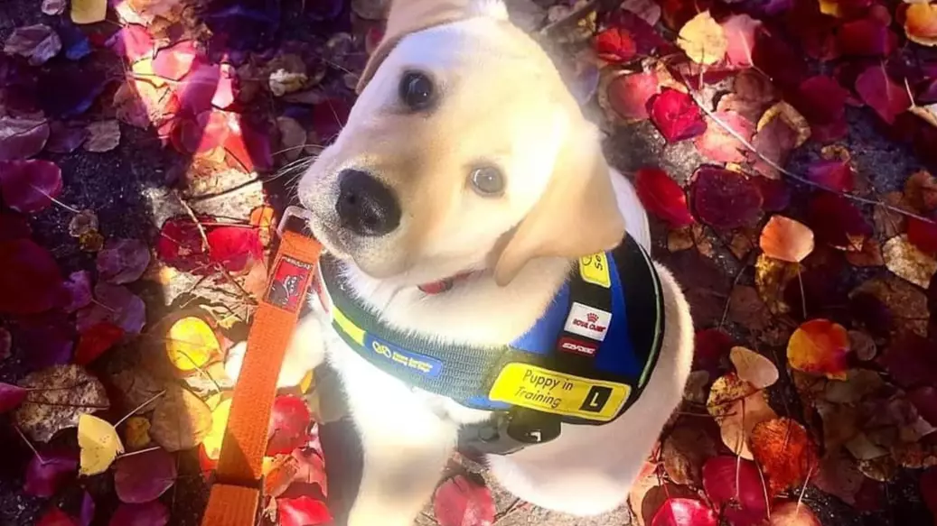 Seeing Eye Dogs Australia Needs People To Look After Their Puppies For A Year