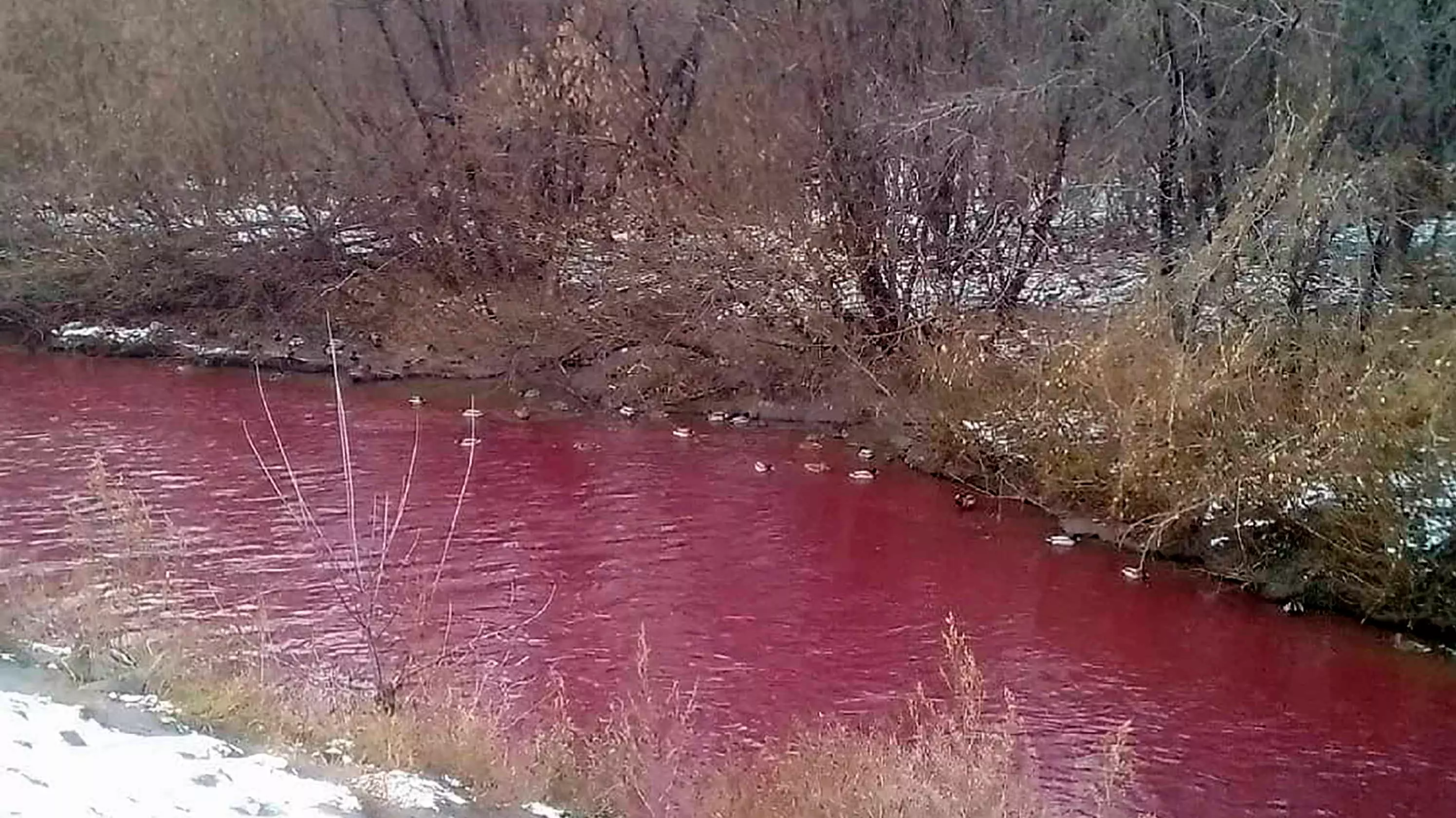 Locals Horrified After Russian River Turns Red Due To Mystery Pollution