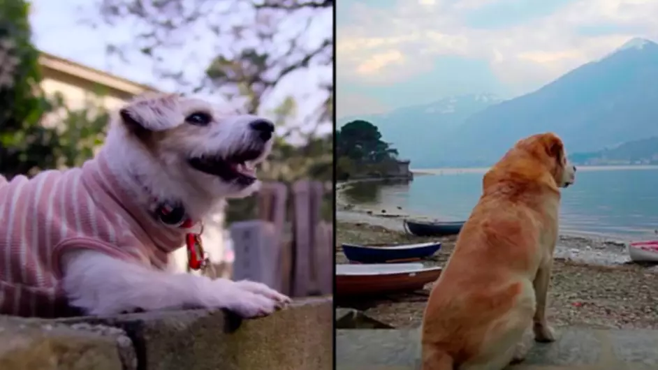 Netflix Has Finally Released New Series 'Dogs' And It Looks Incredible 