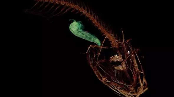 The Deepest-Dwelling Fish Has Been Found Near The Bottom Of The Mariana Trench 