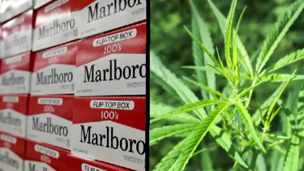 Marlboro Boss Invests Billions In Marajuana Company After Canada Legalised The Drug