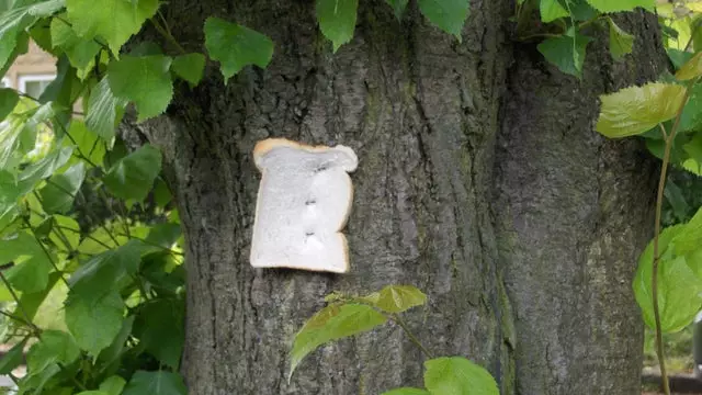 Someone Has Been Stapling Bits Of Bread To Trees In Sheffield