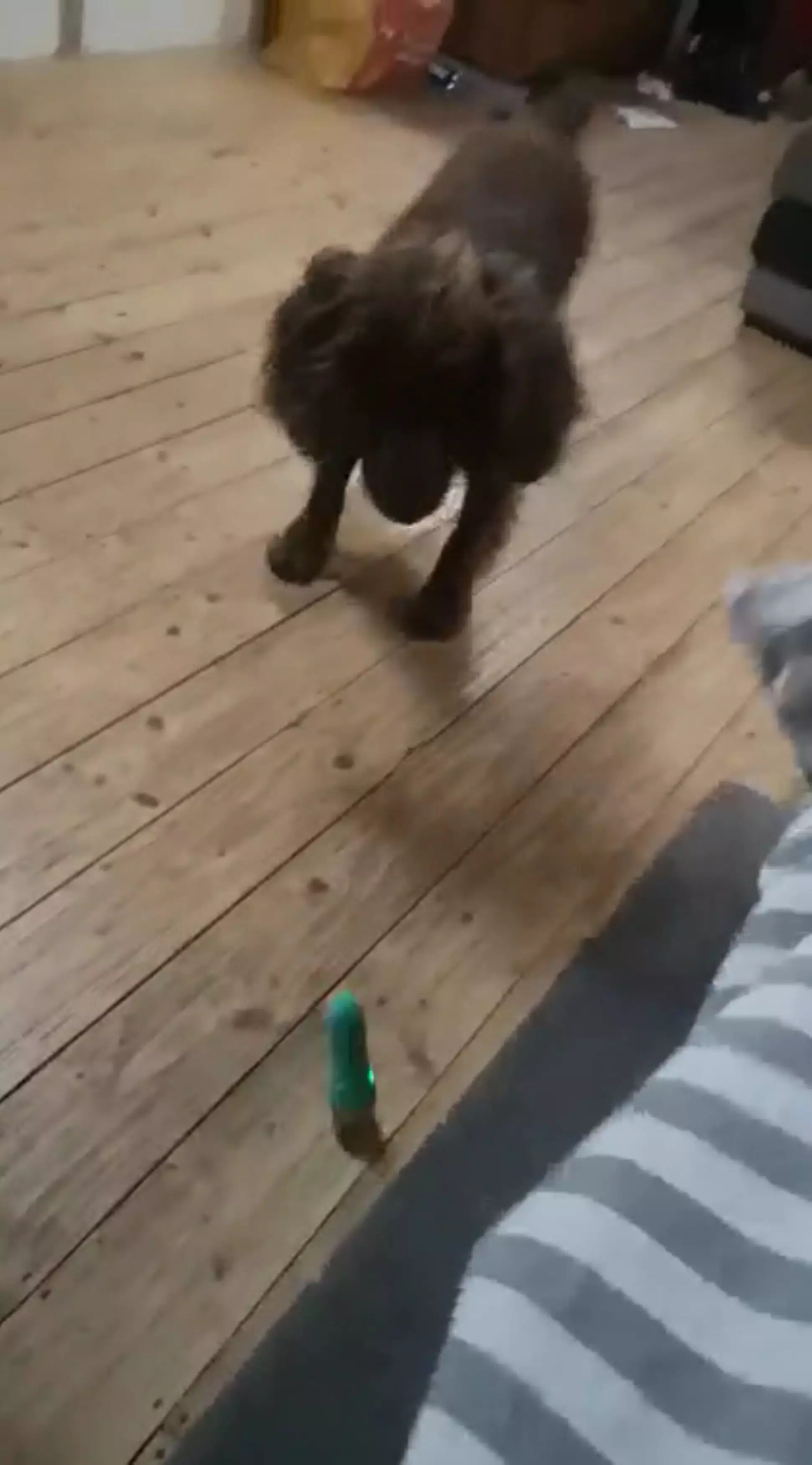 The funny moment one of Chloe's dogs discovered the vibrator (