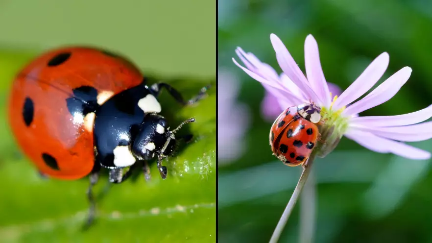 Swarms Of STD-Riddled Ladybirds Are Invading The UK