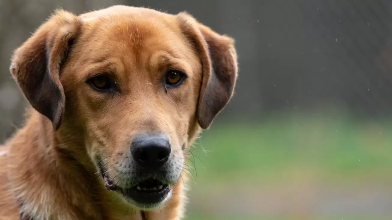 Weird 2024 dog names