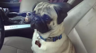 Woman Stranded Outside Car After Being Locked Out By Pet Pug