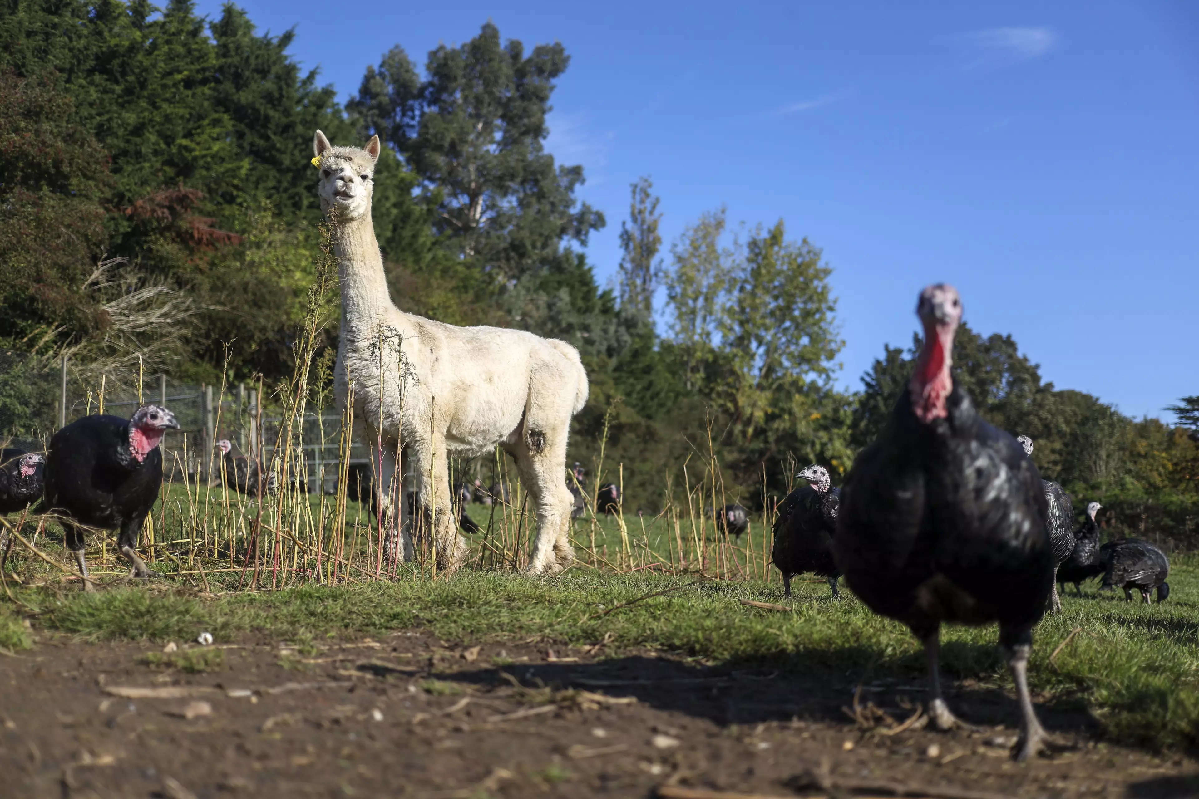 The turkeys at the Copas Traditional Turkeys farm have some new - and very fluffy - bodyguards.