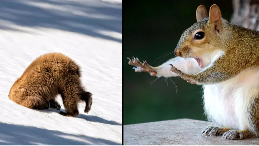 The Finalists For This Year's Comedy Wildlife Photography Awards Are Great
