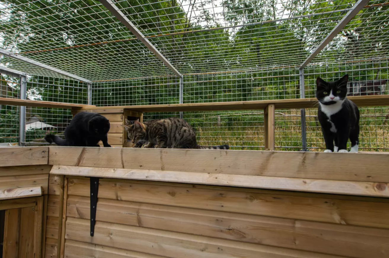 Just the LADs, hanging out in their zoo-style cat cage.