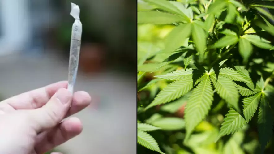 Petition Started Calling On Queensland To Legalise Cannabis 