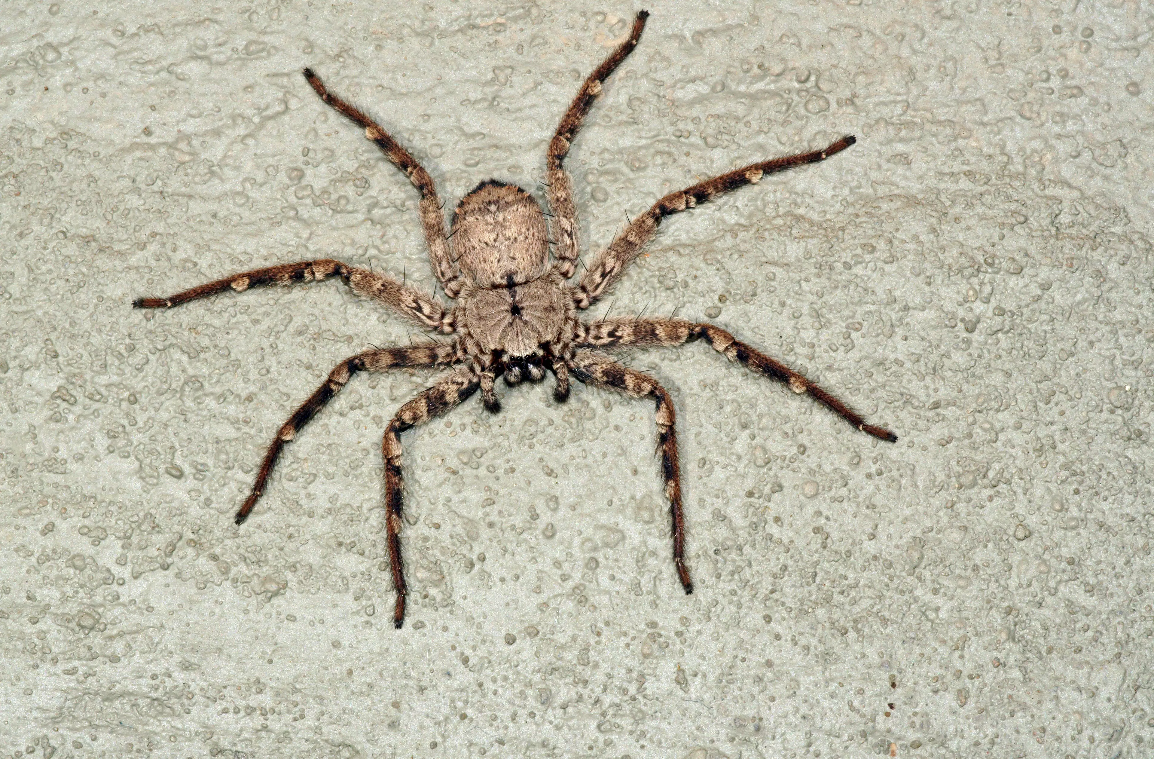Some huntsman species can grow to have a legspan of 25-30cm (