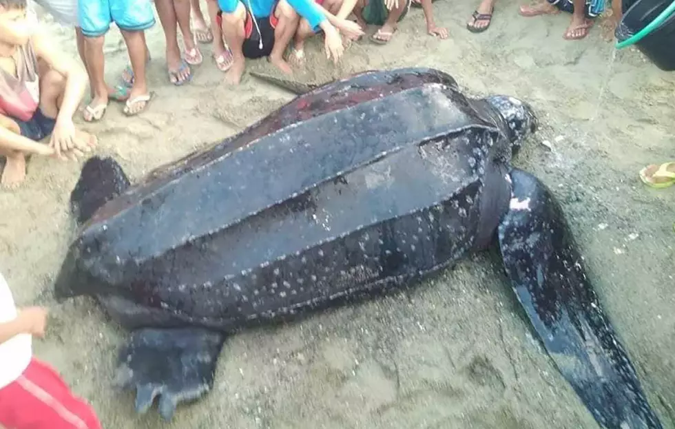 The leatherback sea turtle was accidentally caught by a fisherman.