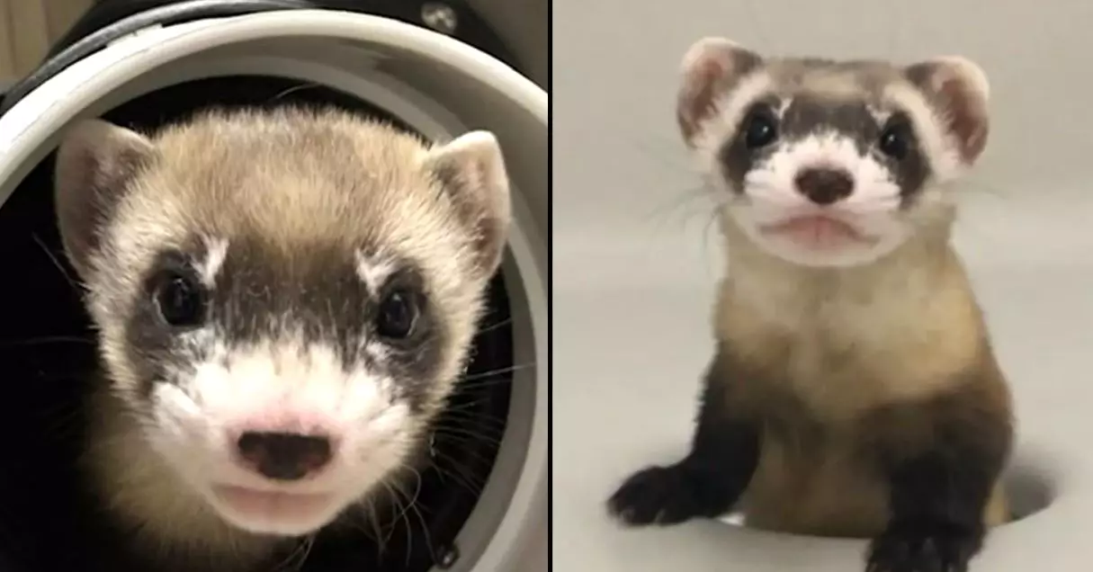 Scientists Clone Endangered Ferret That Died More Than 30 Years Ago
