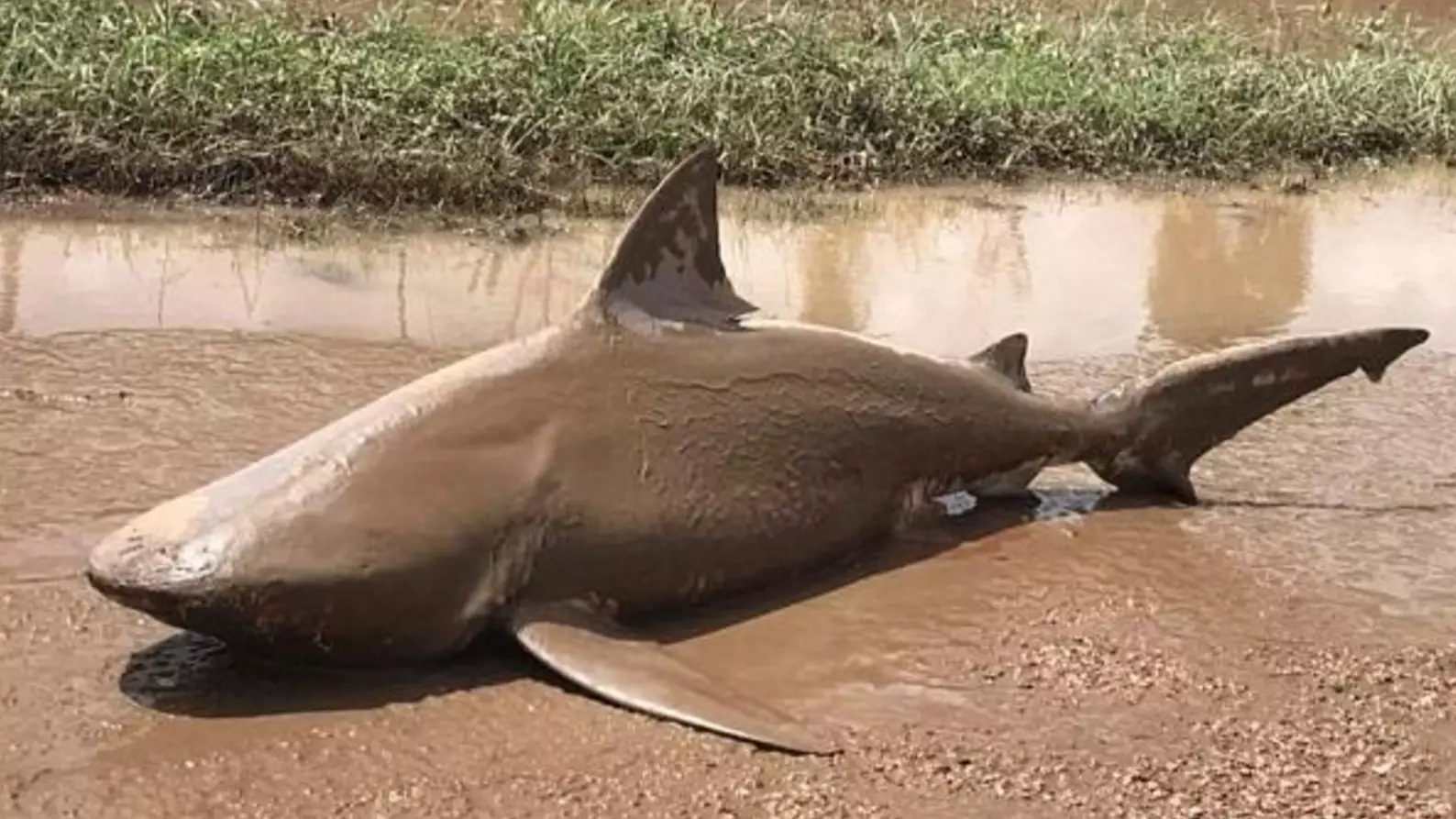Another Bull Shark Washes Up In Australia After Cyclone Debbie