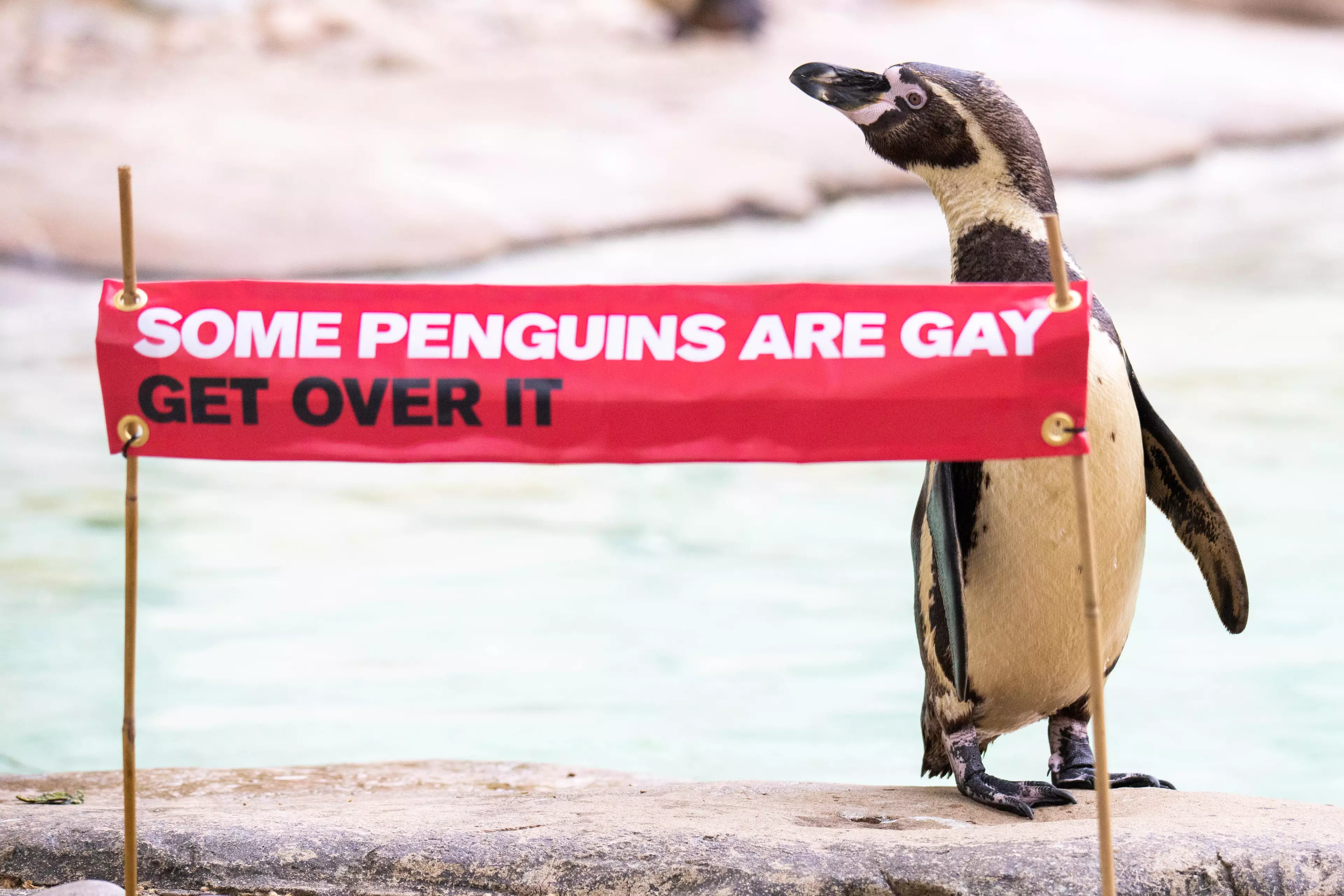 ZSL London Zoo Is Celebrating Its Gay Penguins For Pride Month