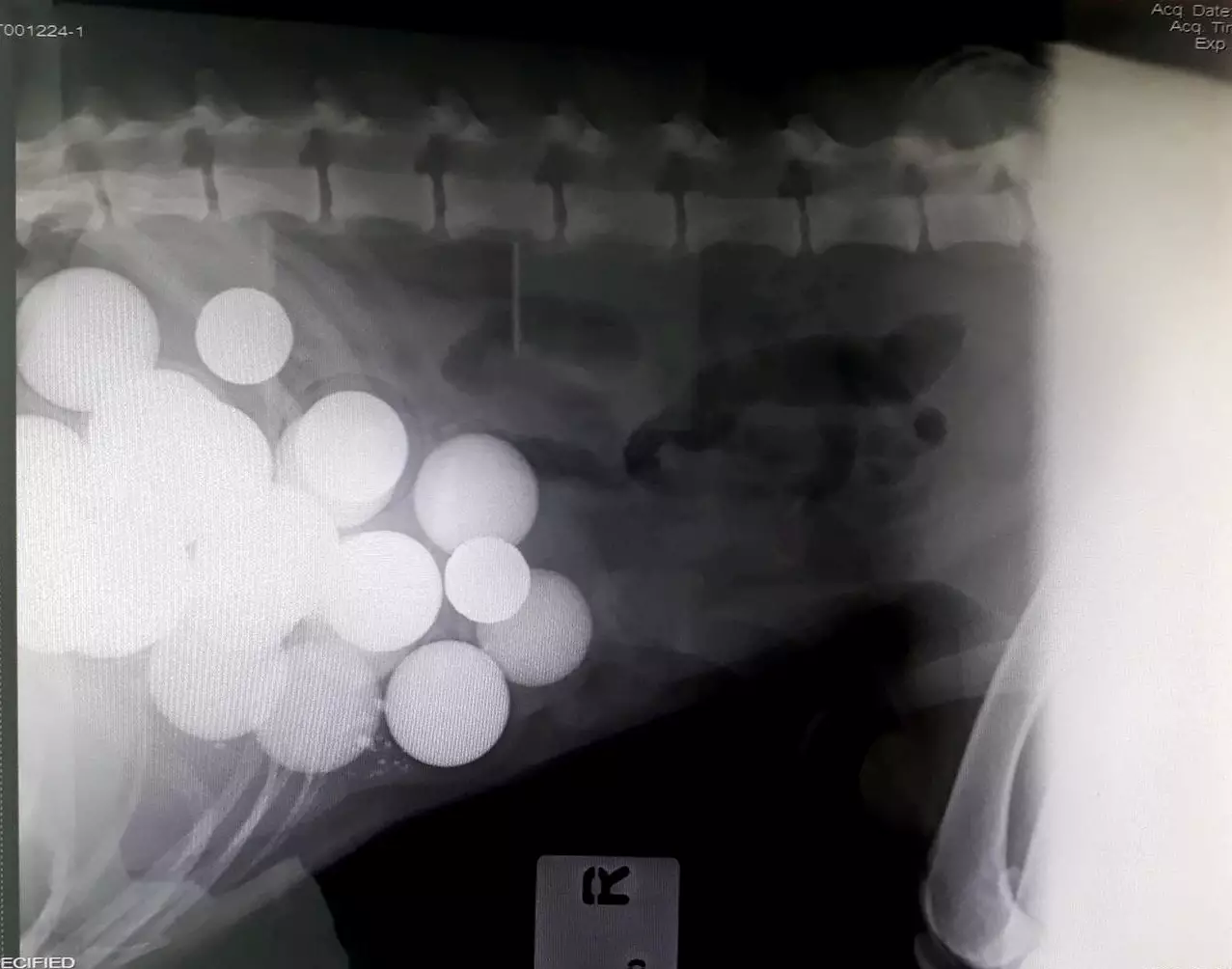 The golf balls showed up during an x-ray (