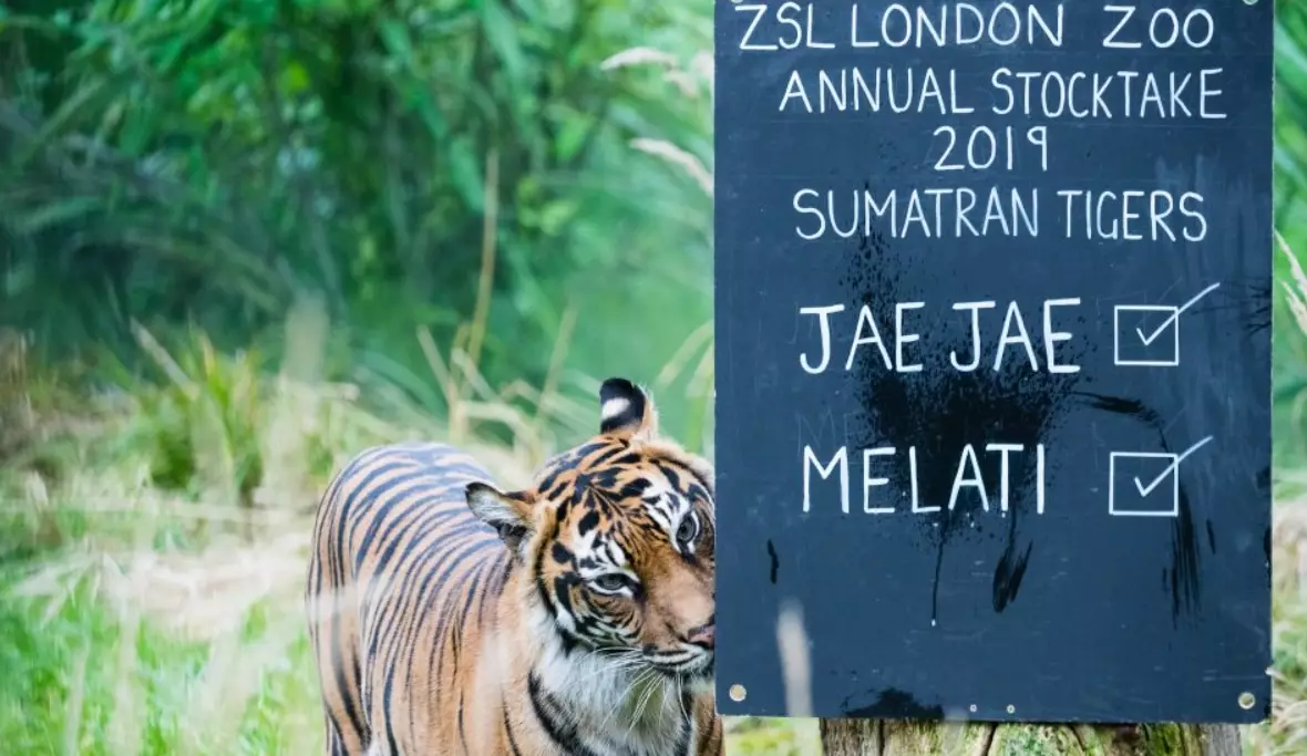 Melati in Tiger Territory.