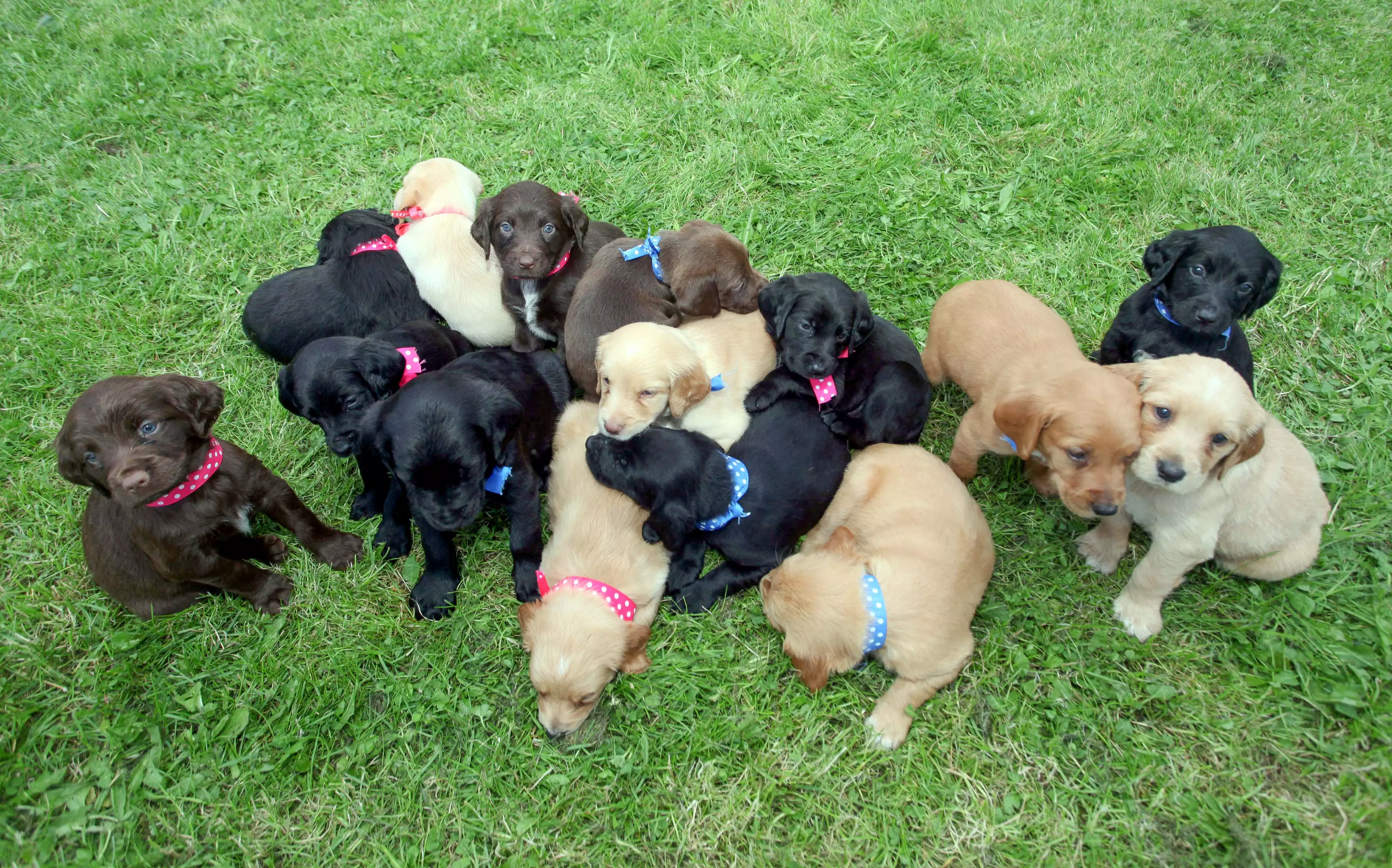 It's one of the largest ever litters (