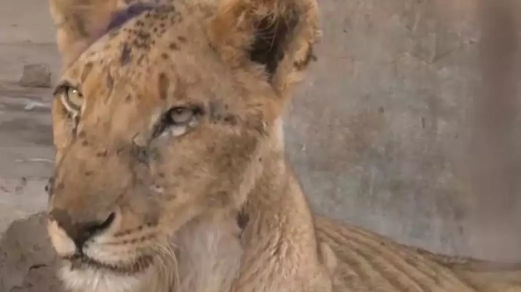 Harrowing Footage Shows Emaciated Lion At Sudan Zoo