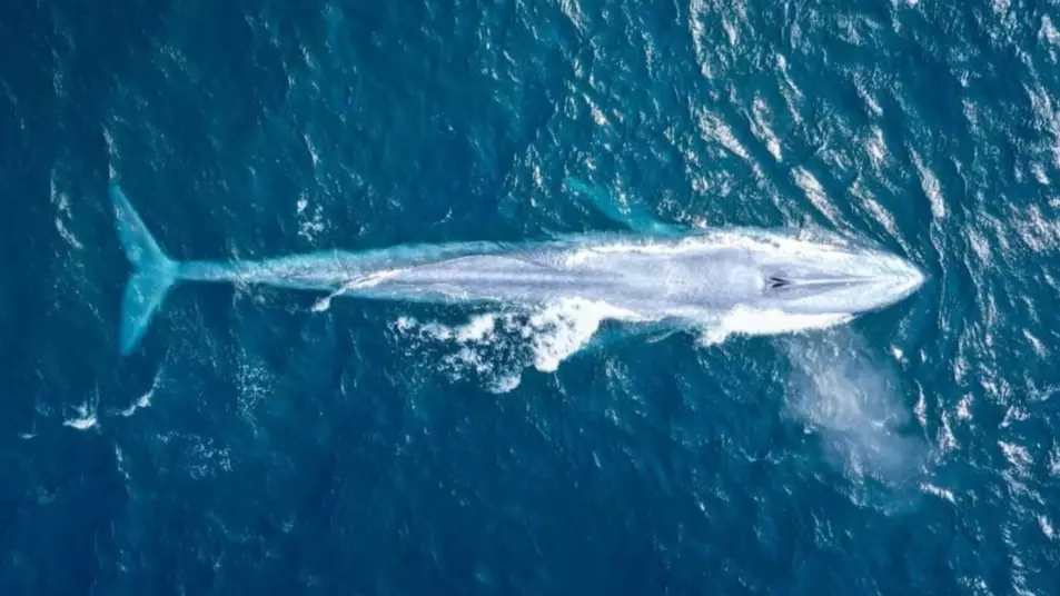 Photographer 'Speechless' Following First Ever Verified Blue Whale Sighting Off Australian Coast