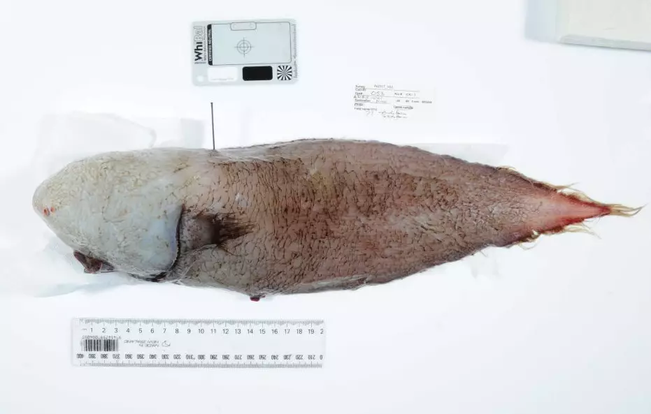 Fish with no face