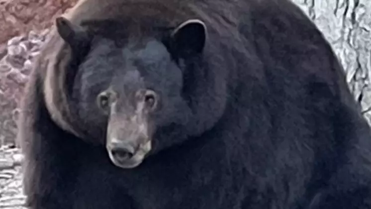 Giant Bear ‘Hank The Tank’ Keeps Breaking Into People’s Homes And Eating Their Food