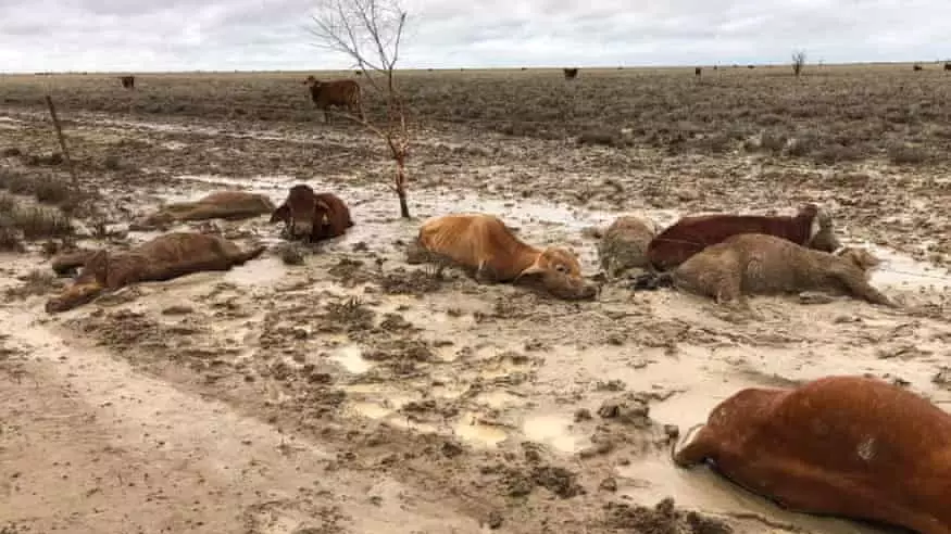 Inquiry Announced After 300,000 Cattle Die In Queensland Floods