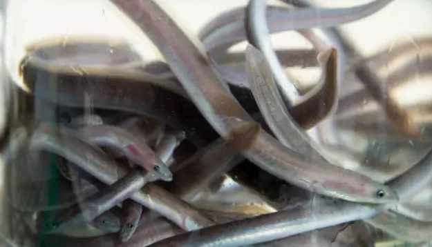 Eels In Thames Could Be Left Hyperactive From Cocaine In The Water.