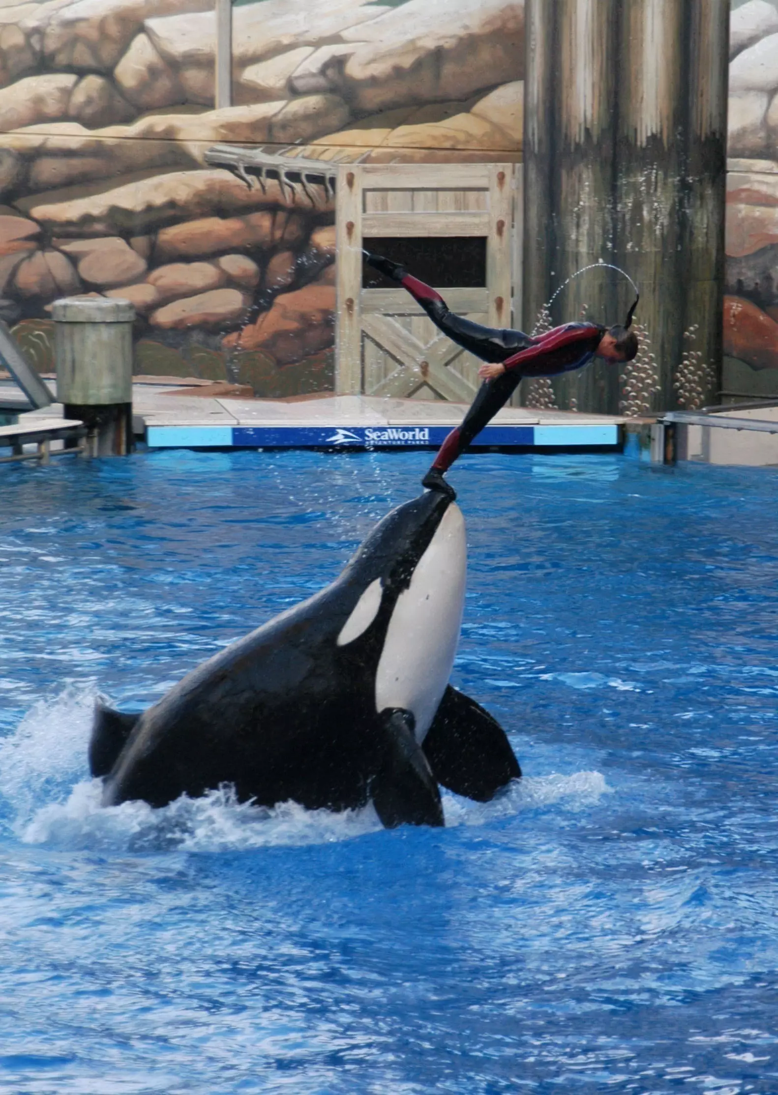 TripAdvisor said they want companies to stop forcing animals to perform tricks.