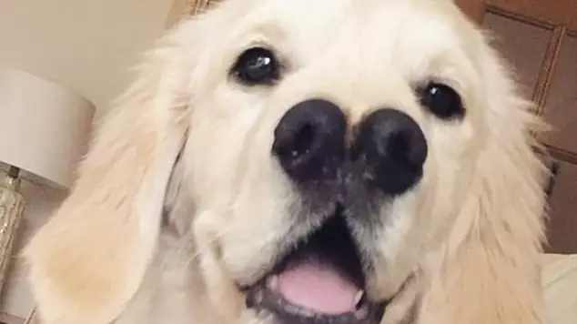 Golden Retriever With Two Noses Is The Cutest Thing You'll See Today