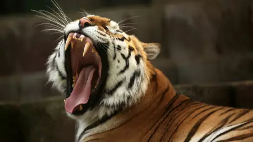 Tigress Shot Dead In India After Killing 13 People